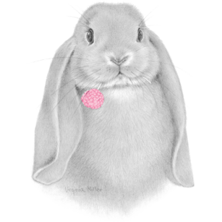 Кролик