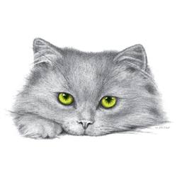 Кот